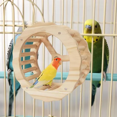 FurryFusion Rueda de ejercicio para loros