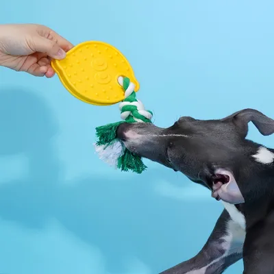 FurryFusion Jouet pour chien en corde de coton en forme de citron