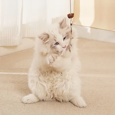 FurryFusion Jouet suspendu pour chat qui fuit de la nourriture
