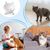 KPYTE Gamelle surélevée pour chat inclinable