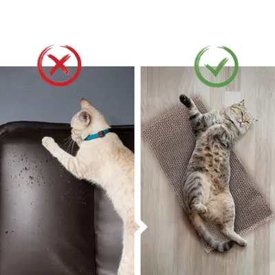 Griffoir avec herbe à chat