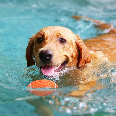 IntiMeg Balle à couiner pour chiens