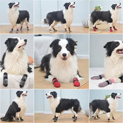 IntiMeg Chaussettes de protection pour chien