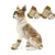 IntiMeg Schutzsocken aus Baumwolle für Hunde IntiMeg Schutzsocken aus Baumwolle für Hunde