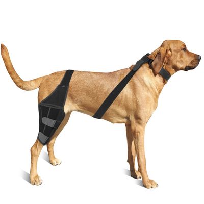 IntiMeg Ceinture de maintiendes pattes arrière du chien