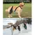 IntiMeg Ceinture de maintiendes pattes arrière du chien IntiMeg Ceinture de maintiendes pattes arrière du chien