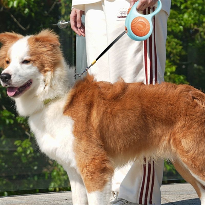 IntiMeg Laisse automatique pour chien