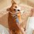 FurryFusion Brosse de toilettage pour chiens et chats
