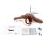 Oiseau tremblant biplan oscillant