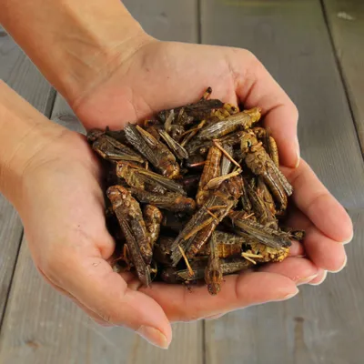 Lyra Pet® Sauterelles séchées