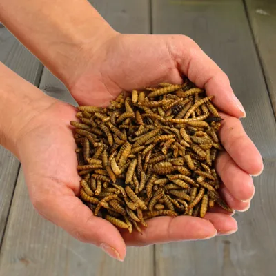 Lyra Pet® Mélange de vers de farine et de larves de mouche soldat