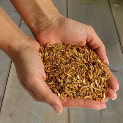 Lyra Pet® Crevettes séchées 1 kg