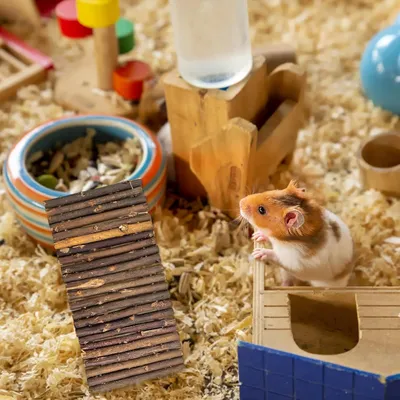LovuPet 2 Pièces Pont D'éChelle De Hamster en Bois Jouet Hamster-20X10cm