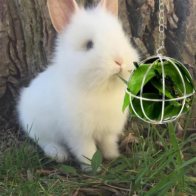 LovuPet 2 Pièces Boule de Foin Animaux, Lapin Alimentation Boule