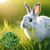 LovuPet 2 Pièces Boule de Foin Animaux, Lapin Alimentation Boule