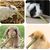 LovuPet Jouet à mâcher pour petits animaux de compagnie