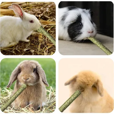 LovuPet Jouet à mâcher pour petits animaux de compagnie