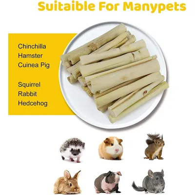 LovuPet Jouet à mâcher pour petits animaux de compagnie