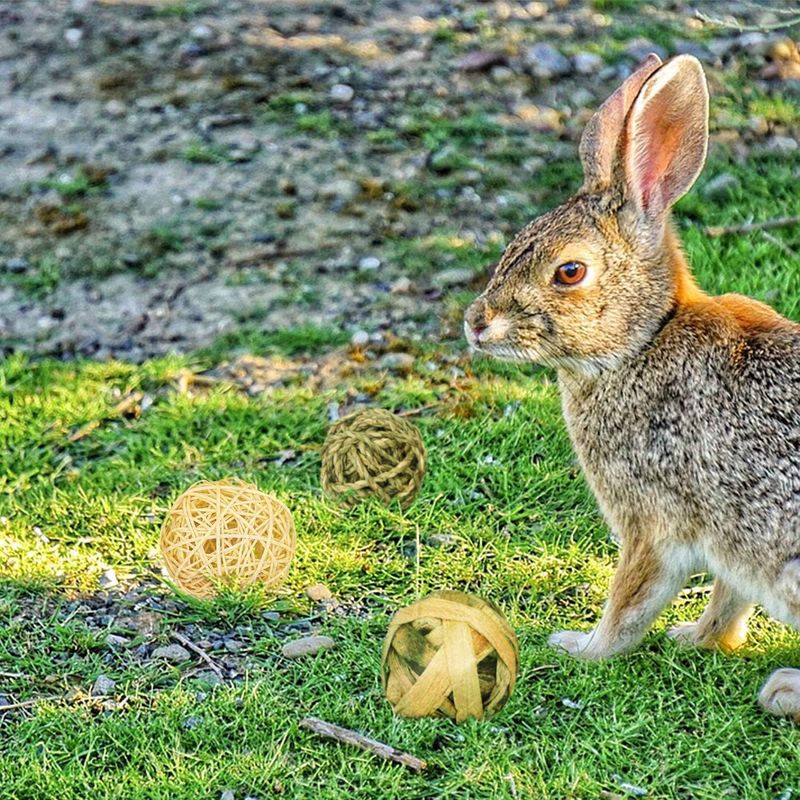 LovuPet 9 Pièces Jouets à Mâcher pour Petits Animaux,Balle en Rotin