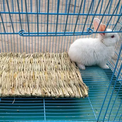 LovuPet Alfombra de hierba 4 piezas conejos, tejida mano fibras naturales