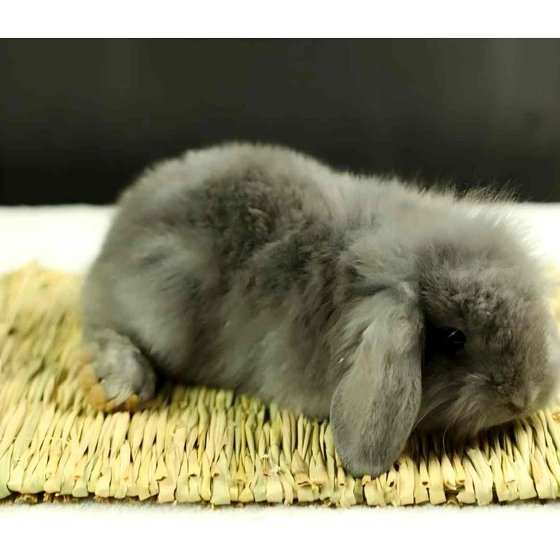 LovuPet 4 pièces Tapis d'herbe pour Les Lapins,Naturel tissé à la Main