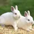 LovuPet 4 pièces Tapis d'herbe pour Les Lapins,Naturel tissé à la Main