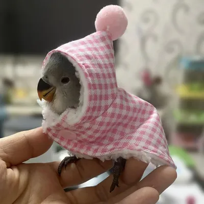 ZENITHMIND Cape for Perroquet for Animaux de Compagnie