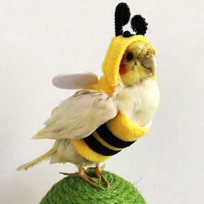 ZENITHMIND Costume d'oiseau pour animal de compagnie,Poitrine 12 cm