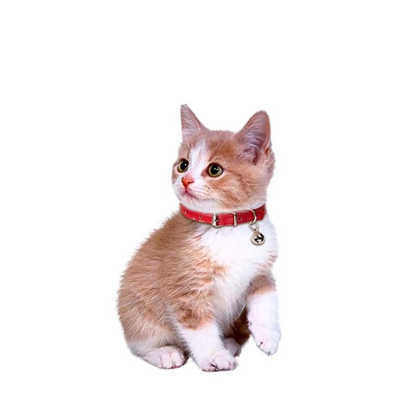 Qinhul Collier pour chat avec clochette