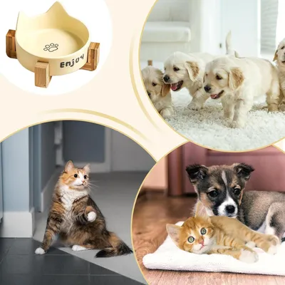 Qinhul Gamelle en porcelaine pour chat