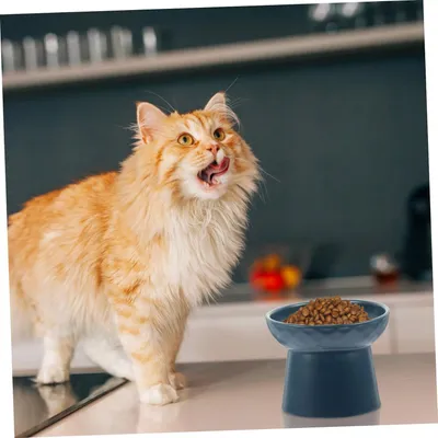 Qinhul Gamelle surélevée pour chat et chien