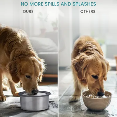 Qinhul Gamelle d'eau anti-déversement pour chien
