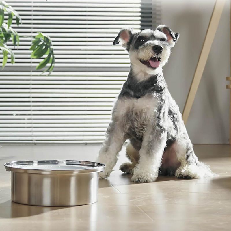 Qinhul Gamelle en acier inoxydable pour chat et chien