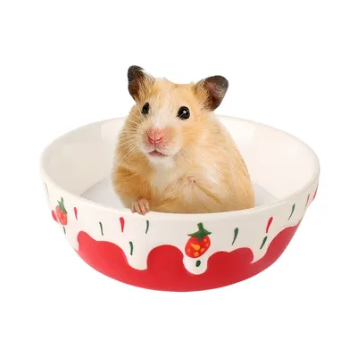 FurryFusion Bol en céramique pour petits animaux FurryFusion Bol en céramique pour petits animaux