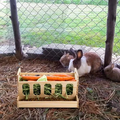 FurryFusion Mangeoire à foin pour lapin en bois