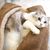 FurryFusion Tapis pour animaux chaud en hiver