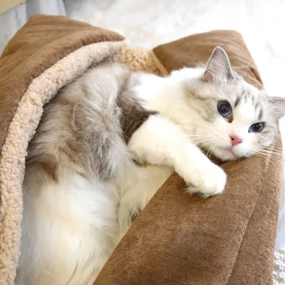 FurryFusion Tapis pour animaux chaud en hiver