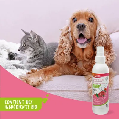BEAPHAR   Shampoing Sec Chat et chien Sans Rinçage