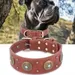 FurryFusion Collier en cuir pour chien