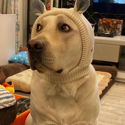 FurryFusion gorro de punto para perro