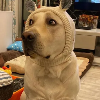 FurryFusion gorro de punto para perro
