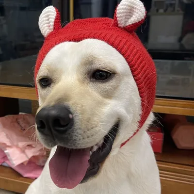 FurryFusion Bonnet tricoté pour chien