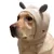 FurryFusion Bonnet tricoté pour chien