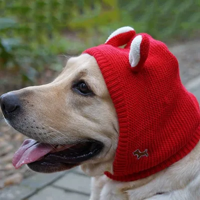 FurryFusion gorro de punto para perro