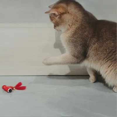 UAMLY Jouet pour chat entièrement automatique et intelligent