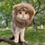 FurryFusion Chapeau de chat mignon