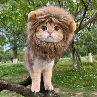 FurryFusion Chapeau de chat mignon