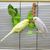 UAMLY Support à nourriture squelette pour oiseaux de compagnie
