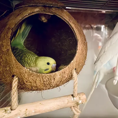 Pawzy Nid pour perroquet en noix de coco