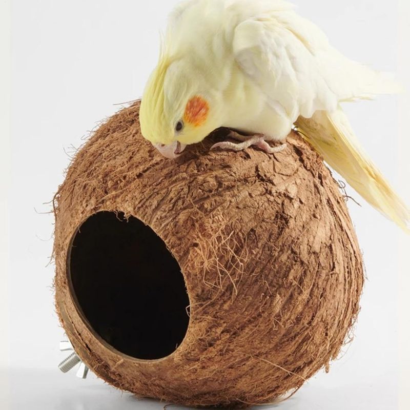 Pawzy Nid pour perroquet en noix de coco